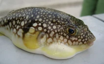 Hai ca nghi ngộ độc cá nóc ở Quảng Ninh, Bộ Y tế yêu cầu khẩn trương điều tra