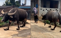 Chú trâu có bộ móng siêu ngầu