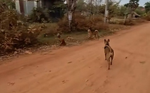 Đồng bọn rén ngang khi thấy chó 'đại ca'