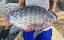 Mỹ chi hơn 50 triệu USD để mua cá rô phi ở Việt Nam