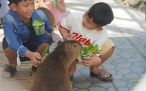 Capybara Đà Lạt đốn tim du khách tại trại rắn Đồng Tâm