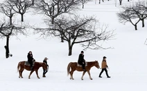Cưỡi ngựa giữa trời tuyết Hokkaido