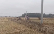 Hai cô gái ra đồng 'sống ảo' bị bò rượt chạy trối chết