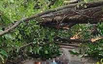 Cây xanh gãy đổ tại vườn hoa Lý Tự Trọng sát hồ Tây đè trúng 2 người dân phải đi cấp cứu