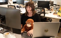 Thú bông của khỉ Punch tăng giá gấp 16 lần vẫn 'cháy hàng'