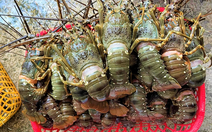 Vì sao Trung Quốc giảm nhập một nửa tôm hùm Canada, tăng gấp đôi mua của Việt Nam?