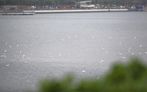 Cò về kín bãi bồi sông Hàn, vẽ nên bức tranh yên bình giữa lòng Đà Nẵng