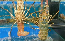 5 yếu tố giúp tôm hùm Việt Nam vượt qua Canada, Mỹ để chiếm lĩnh thị trường Trung Quốc