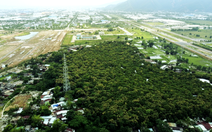 Rừng thiêng độc đáo trong lòng phố ở Đà Nẵng: Khi nào được công nhận di tích?