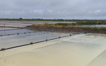 Nhiều xã ở Cà Mau có 100% diện tích muối bị thiệt hại do mưa trái mùa