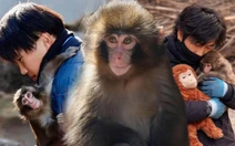 Chú khỉ 'mồ côi' và vòng tay ấm áp của hai 'người mẹ' bất đắc dĩ