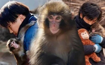 Chú khỉ 'mồ côi' và vòng tay ấm áp của hai 'người mẹ' bất đắc dĩ