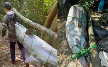 Cá thu khổng lồ cắn câu ở Sơn Trà, ngư dân vật lộn hơn 1 giờ mới đưa được lên bờ