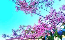 Chậm lại thôi, chậm lại để yêu, chậm lại để nghe hoa mai anh đào đang nở