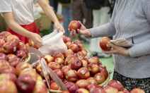 Táo Cosmic Crisp® của Hoa Kỳ trở lại thị trường Việt Nam