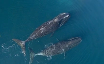 Bí mật về khả năng chống ung thư của cá voi đầu cong