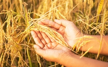 Gạo Việt phiêu lưu ký