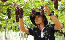 Nho Ninh Thuận 'rũ bùn' đón Tết sau lũ dữ