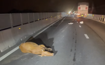 Xe tải làm rơi đàn bò trên cao tốc Vĩnh Hảo - Phan Thiết, nhiều vụ va chạm xảy ra