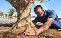 'Cụ' mai vàng 'hơn tỉ chưa bán' ở chợ hoa xuân Quảng Ngãi