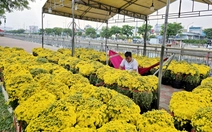 Chợ hoa Tết chờ kẻ bán, người mua