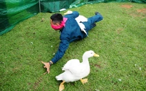 Bộ đội pháo phòng không bịt mắt bắt vịt khiến khán giả cười đau ruột