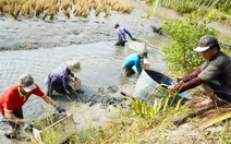 Nông dân Cà Mau 'vần công' thu hoạch tôm càng ăn Tết