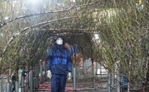 Nỗi niềm người bán đào mai Tết ngóng khách những ngày Hà Nội mưa rét cắt da cắt thịt