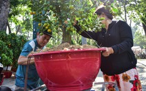 Trăm hoa đã về các chợ, người dân mua chưng Tết sớm