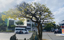 Chợ mai xuân Đà Nẵng thưa vắng những 'anh tài'