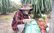 Thanh long nghịch vụ ở Đồng Tháp rớt giá cận Tết, nhà vườn buồn hiu