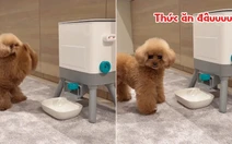 Chú chó nổi quạu vì xin mãi mà cô chủ vẫn không cho ăn