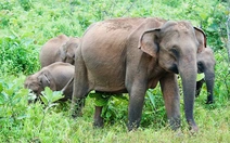 Bí ẩn màu sắc: Vì sao động vật có vú hiếm khi rực rỡ như chim và cá?