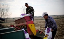 Chiến sự Iran khiến giá phân bón cũng tăng, nông dân Mỹ than 'ác mộng'