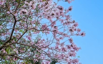 Hoa kèn hồng nở rộ tại nhiều tuyến đường ở TP.HCM