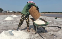 Vĩnh Long: Hơn 28.000 tấn muối bị thiệt hại do mưa trái mùa