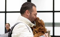 Thú cưng bị bỏ rơi, thậm chí bị yêu cầu an tử khi chủ rời đi vì chiến sự Trung Đông