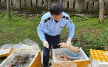 Phát hiện, tiêu hủy hơn 2,6 tấn nội tạng động vật không rõ nguồn gốc