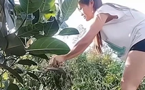 Cô gái đang hái cóc thì xuyên không làm 'quý phi'