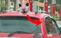 Tài xế dùng ô tô 5 chỗ chở hai con bò