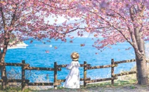 Khách Việt mạnh tay chi tiền mua tour ngắm hoa anh đào Nhật Bản