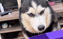 Husky cười khoái chí trước màn ảo thuật của sen