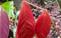 Chiêu ngụy trang tinh vi của muồm muỗm khiến khoa học bất ngờ