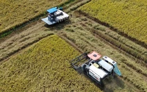 Lúa đông xuân thoát hạn mặn, đạt năng suất cao nhưng giá giảm