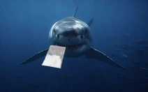 Cá mập nhiễm cocaine: Đại dương đang có chuyện gì?