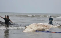 Xác cá voi hơn 5 tấn dạt vào bờ biển Nghệ An