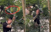 Nghe vợ chỉ đạo hái đu đủ và cái kết khiến ai cũng nghĩ đến Newton