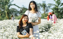 Vườn cúc họa mi trái mùa hút khách check-in giữa lòng Đà Nẵng