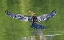 Ngắm bầy chim cổ rắn quý hiếm về săn cá tại hồ Bán Nguyệt, TP.HCM