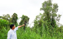 Rừng tràm U Minh Thượng tái sinh, nhiều cây cao hơn 10m sau trận cháy 2002